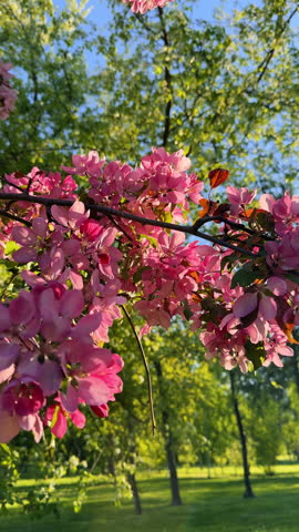 Pink Blooming tree branches with spring flowers
