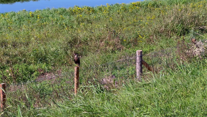 Lateral pan left to right revealing a dead capybara on the roadside verge at Taim Ecological Reserve, starting on a Caracara perched on a fence