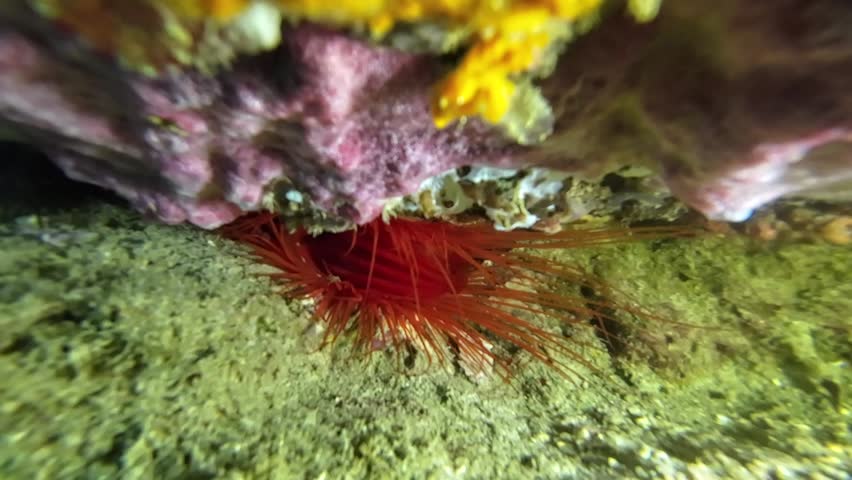 Flame scallop inside reef crevice. Bright red tropical mollusk repeatedly bursts long tentacles from its shell like an underwater sneeze while hiding deep inside a coral reef crack.