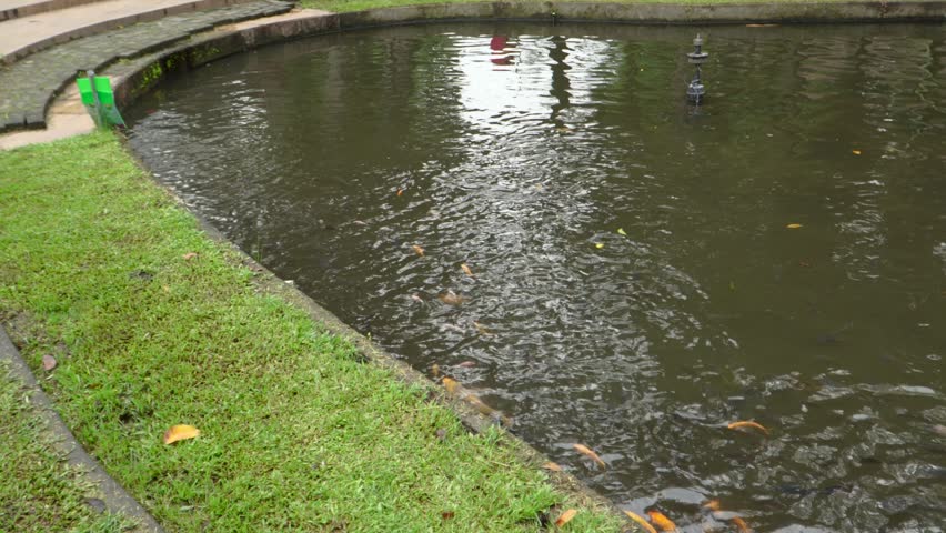 Panning shot across a dark water park pond in Southeast Asia, revealing a school of colorful Koi fish (Cyprinus rubrofuscus) swimming naturally near a grassy edge with water surface reflections.