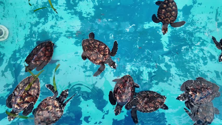 Top-down baby sea turtle hatchlings swimming in conservation tank, in Los Roques marine centre, rehab care before release, hope, survival, rescue, wildlife protection.