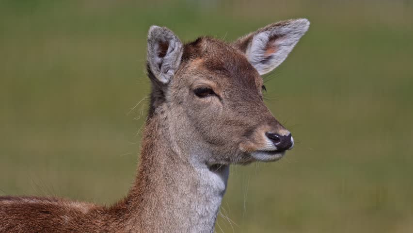 Slow motion close up of fallow deer on green field with visible anatomy antlers and characteristic white spots