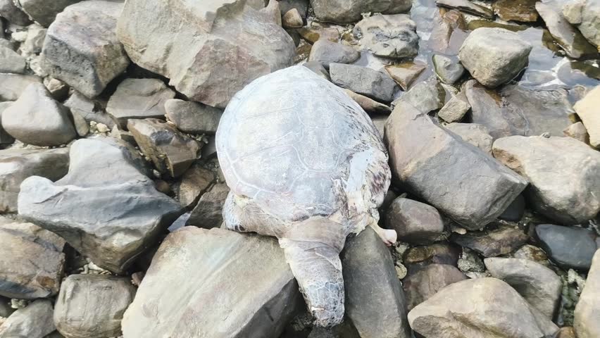 A fossilized ammonite on a pile of rocks.