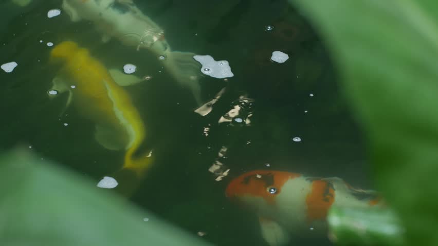 Colorful koi fish swimming in clear green pond water viewed from above golden orange yellow vibrant ornamental fish