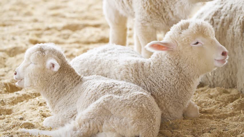 Close up of fluffy baby lambs chewing and resting on straw bedding inside warm barn at Anseong farmland in Korea