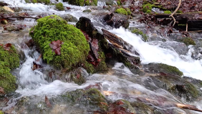 A peaceful spring water stream cascading over moss covered rocks and fallen logs in a forest setting