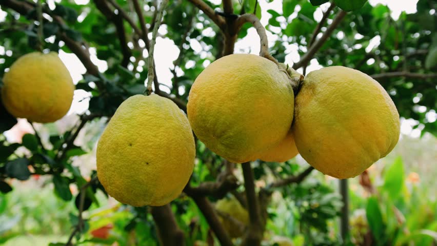 Close up of ripe pomelo fruits hanging from tree branches. The yellow citrus fruit is growing in a tropical orchard in vietnam.