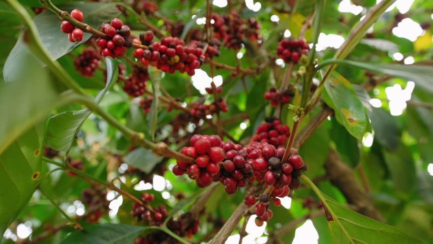 Close up of ripe red robusta coffee cherries hanging from a tree branch in a farm in vietnam. The agriculture concept of coffee growing.