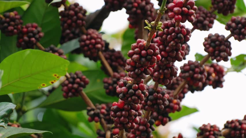 Ripe red coffee beans growing on a branch at a plantation in vietnam for harvesting and beverage production.