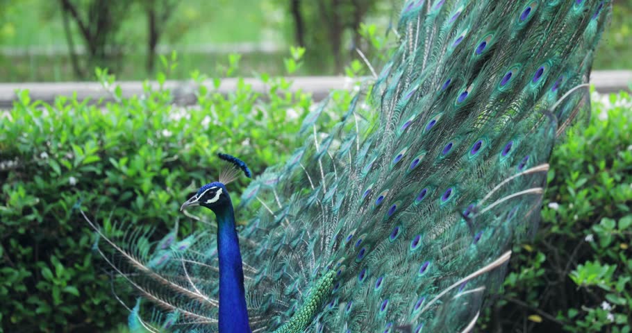 Peacock displaying fully fanned tail feathers with vibrant blue and green iridescent plumage and distinctive eye patterns. Close-up shot captures intricate feather detail during courtship display.