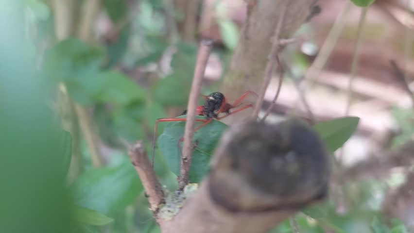 Large Ichneumon wasp crawling on green leaves in the garden