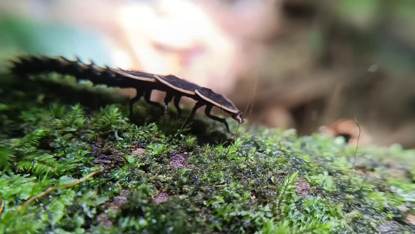 Side view of a Trilobite Beetle (Duliticola) crawling over green moss
