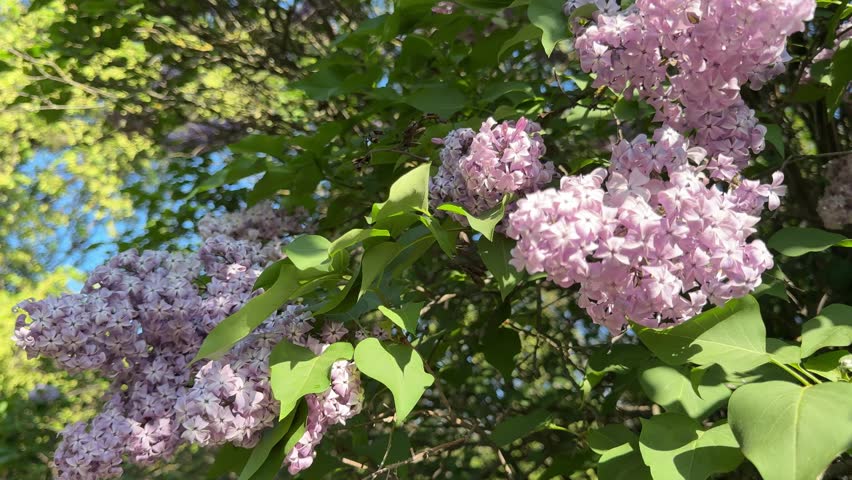 Lilac pink flowers in the beautiful garden.