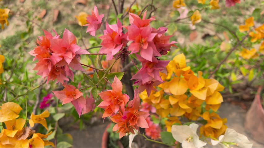 Red bougainvillea flowers have bloomed.
