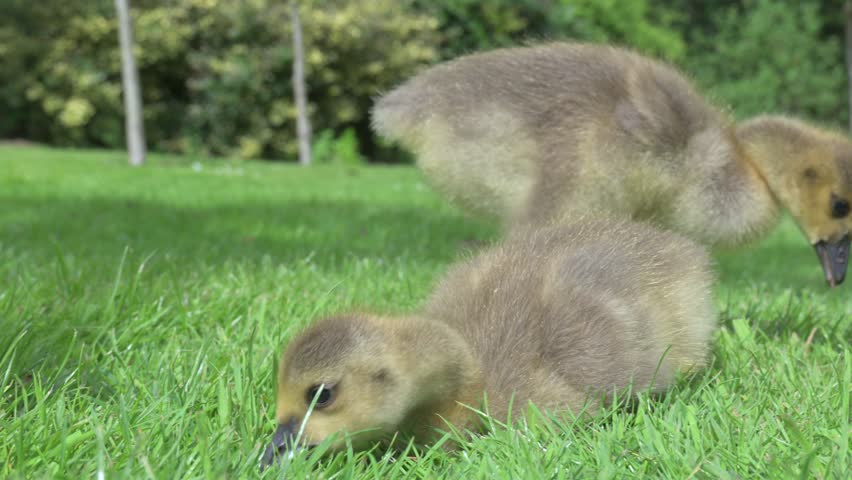Canada Goose (Branta canadensis) young goslings and an adult sitting on a lawn eating the grass. May, Kent, UK [Half speed]