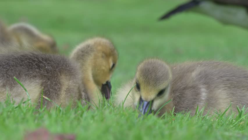 Canada Goose (Branta canadensis) young goslings sitting on a lawn eating the grass. May, Kent, UK [Half speed]