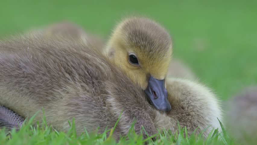 Canada Goose (Branta canadensis) young gosling sitting on a lawn falling asleep. May, Kent, UK [Half speed]