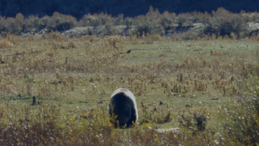 Distant cinematic footage of a wild grizzly bear foraging across a remote wilderness landscape within the Yellowstone ecosystem. Captures authentic predator behavior, natural habitat, and rugged North American scenery in a peaceful outdoor setting. Ideal for wildlife documentaries, conservation projects, travel films, and cinematic nature productions.