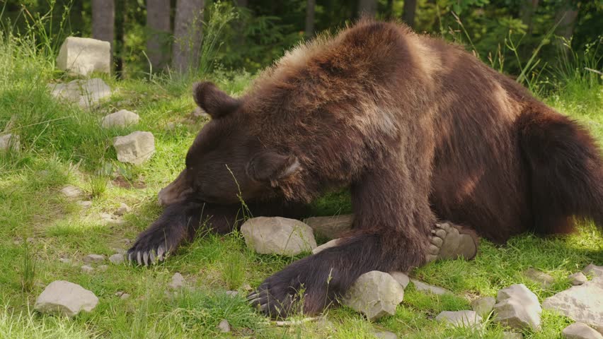 Wild brown bear lying on grass, grooming paws, forest clip.