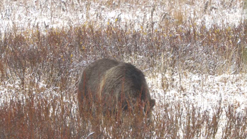 Cinematic wildlife footage of a grizzly bear moving through a snowy wilderness landscape in the Yellowstone ecosystem. Captures powerful predator movement, winter conditions, and authentic North American wildlife behavior in a rugged natural habitat. Ideal for wildlife documentaries, conservation storytelling, outdoor productions, and winter nature films.