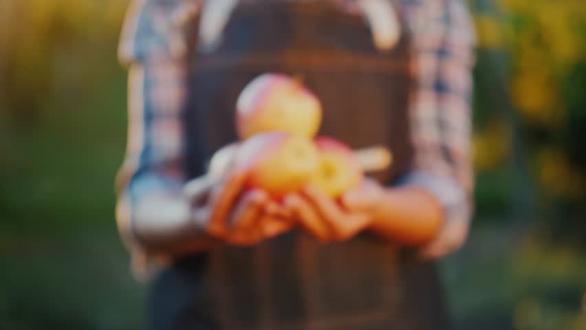 Farmer holds fresh red apples outdoors in orchard, slow motion clip.