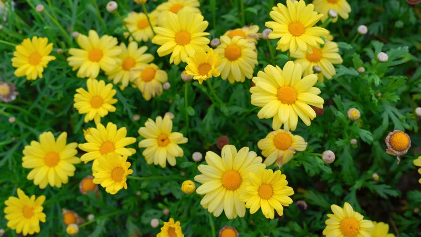 Bright yellow flowers bloom with vibrant petals and orange centers. Soft focus highlights a natural garden setting with green stems