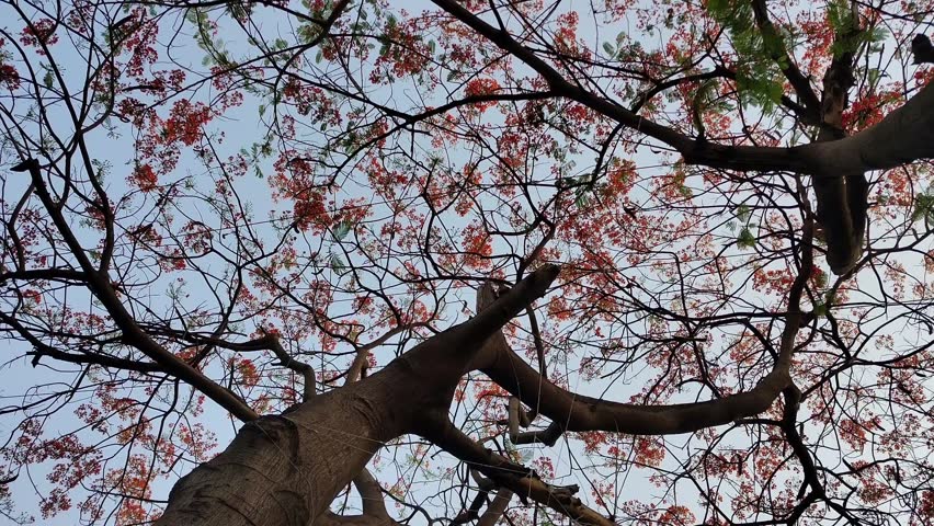 Red Flowers Blooming on Tree Canopy 