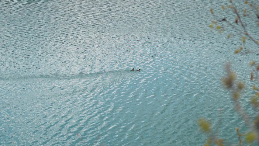 Two ducks swim across a lake in spring