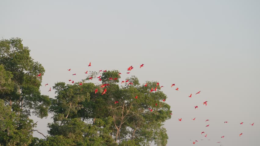 A mesmerizing view of thousands of vibrant red scarlet ibis returning to roost in the mangroves.