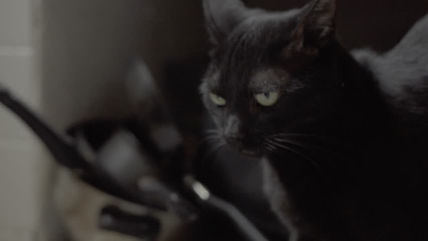 Closeup view of black cat staring at camera indoors with glowing eyes and dark low light atmosphere inside home