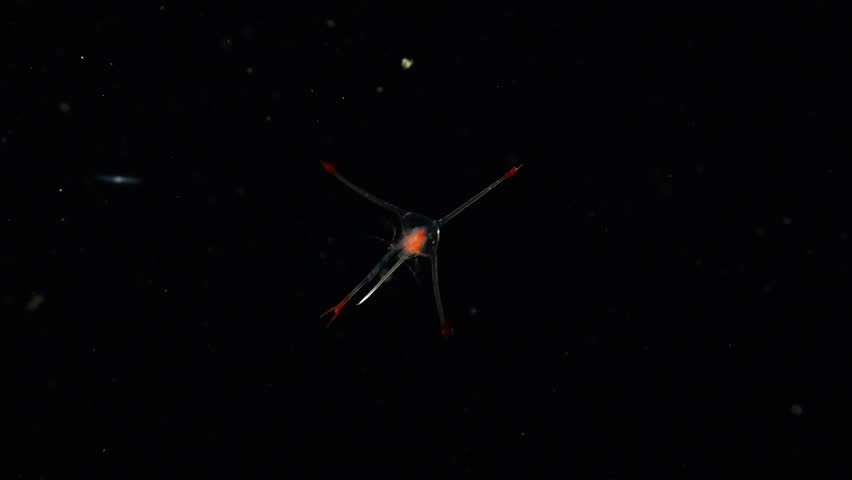 Close-up of a translucent lobster larva with red-tipped appendages swimming among plankton during a night dive