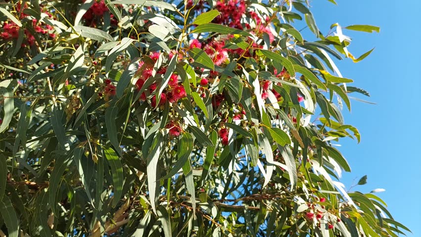 Red flowers on tree branches with green leaves in sunlight in Australia