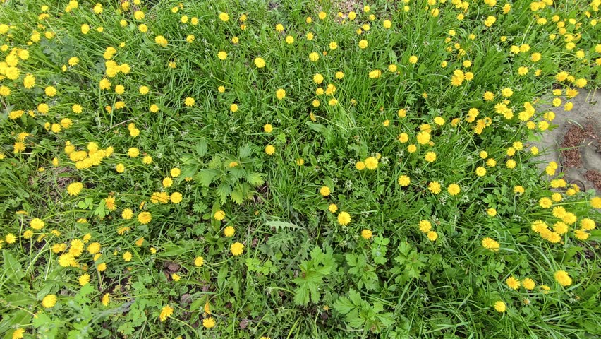 Dandelions Bloom in Bright Fields During Spring in a Sunny Park
