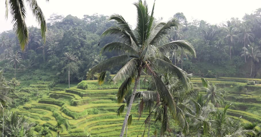 Tropical landscape with palm trees and lush greenery