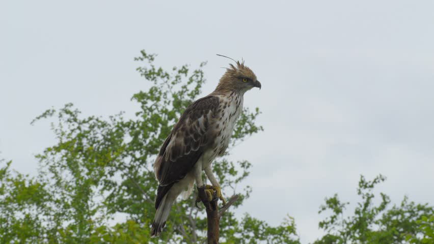 A changeable hawk-eagle perched alert on the top of a bare branch in Udawalawe, Sri Lanka, with soft green foliage and open sky in the background.