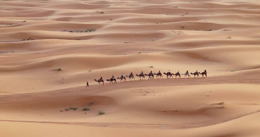 Camels caravan in Sahara desert in Merzouga Morocco at sunrise