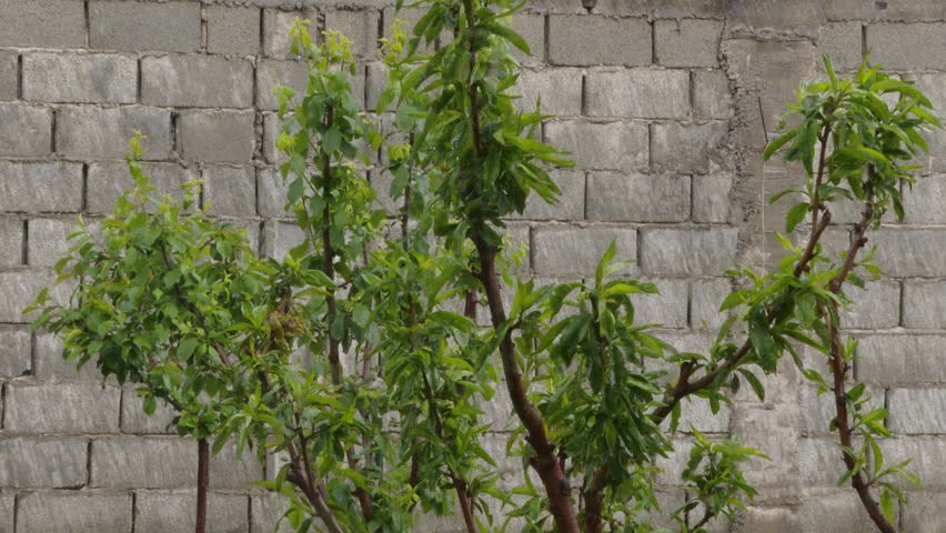 Lush green tree leaves on branches swaying in a gentle breeze against a grey concrete block wall