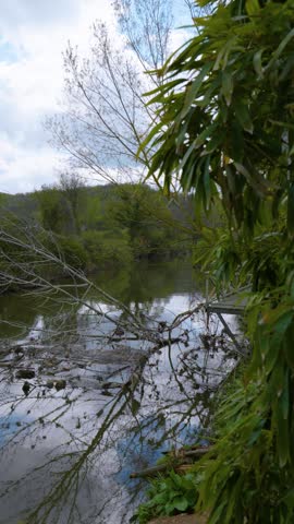 Fallen Dry Tree Over Stream with Accumulated Plastic Trash and Pollution