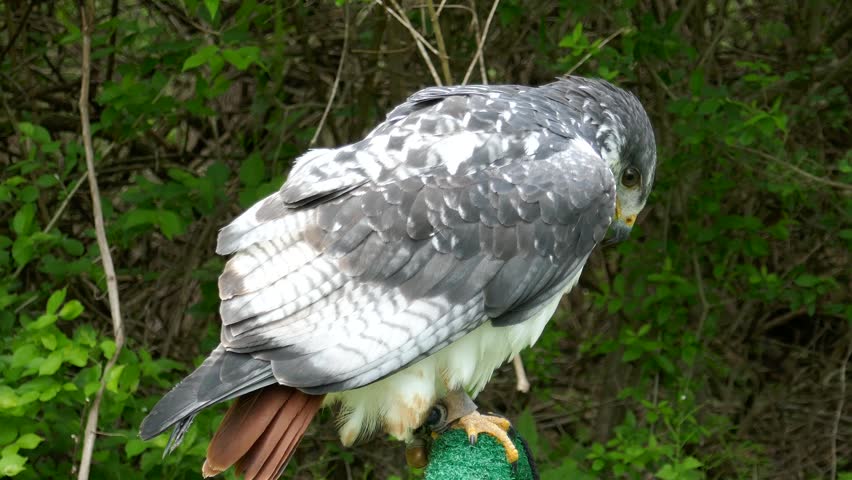Augur buzzard of falconer perched and looking around while feathers blow in wind