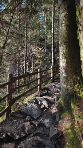 A stone pathway curves through a lush forest, flanked by wooden railings. Sunlight filters through the trees. Perfect for hiking or nature exploration themes.