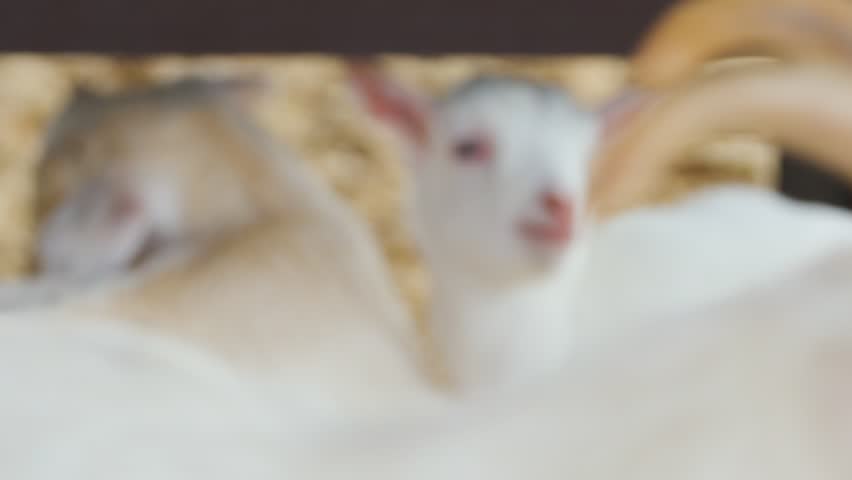 Close-up of white baby goat kids bleating and resting in straw pen at Anseong Farmland, South Korea