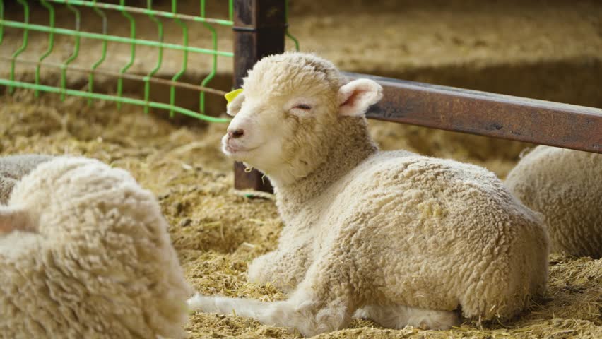 Cute young lamb with thick curly wool chewing and lying on straw inside barn pen at Anseong Farmland South Korea