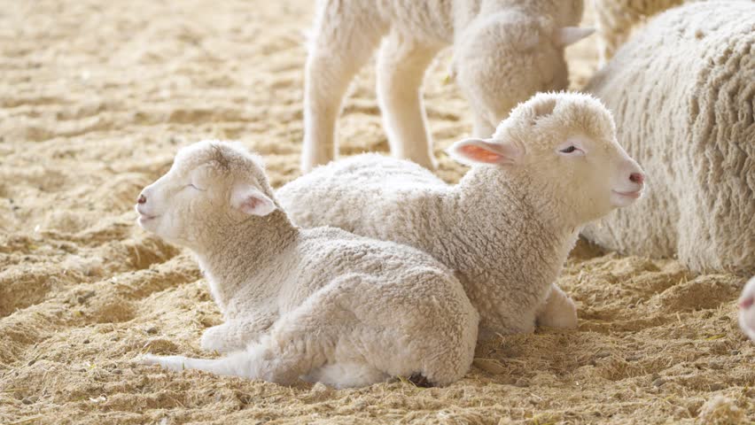 Two fluffy newborn lambs resting on straw ground at Anseong Farmland barn in South Korea surrounded by adult sheep