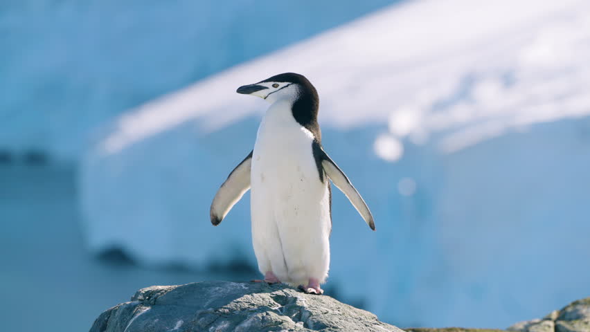 Chinstrap Penguin Standing On A Rock In Two Hummock Island, Antarctica - Close Up