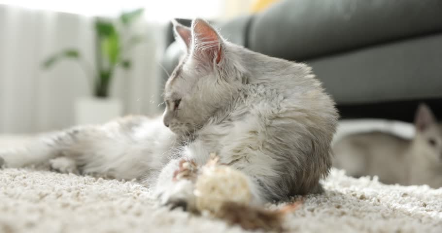 Adorable pet. Cute Maine Coon cat and toy on floor at home