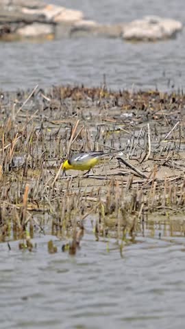 A beautiful male Citrine Wagtail (Motacilla citreola) with a bright yellow head searches for food among dry reeds in a shallow wetland area.