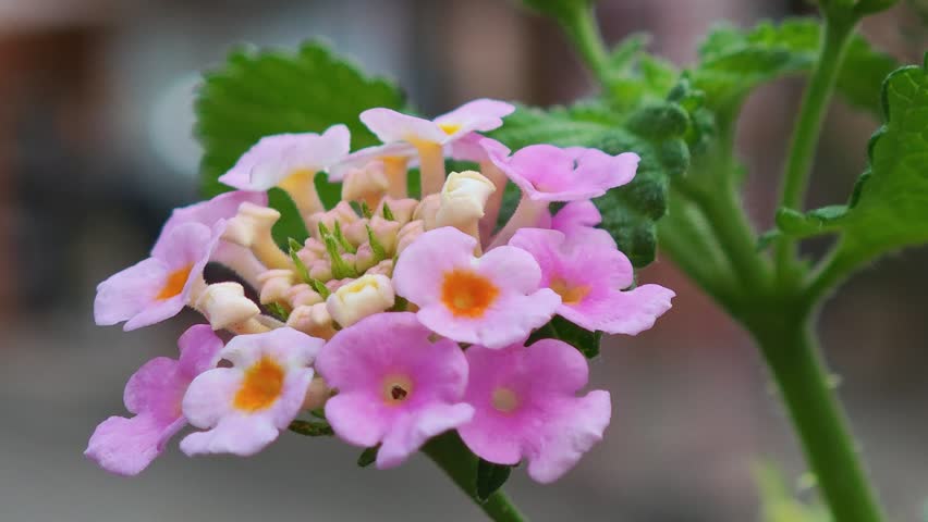 Pink morning glory flowers in the garden.