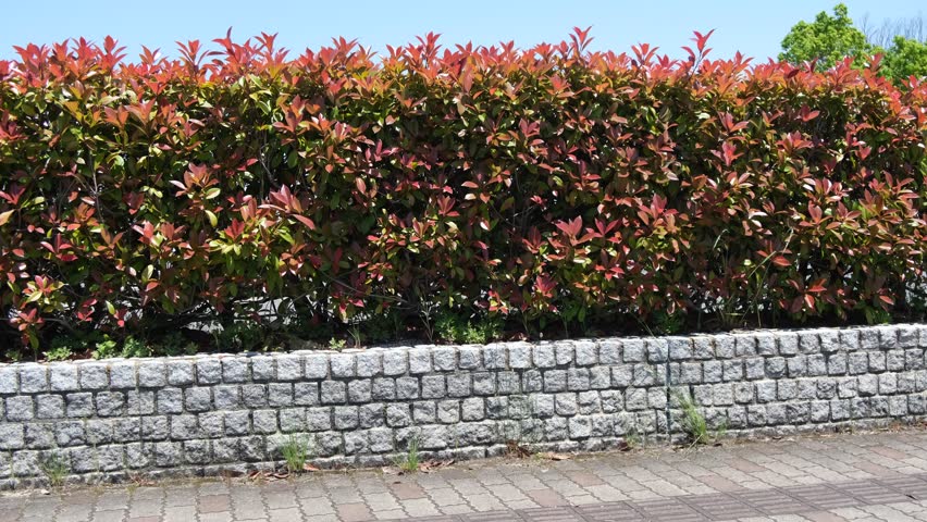 Red new leaves on hedge subtly swaying in the wind beside stone wall