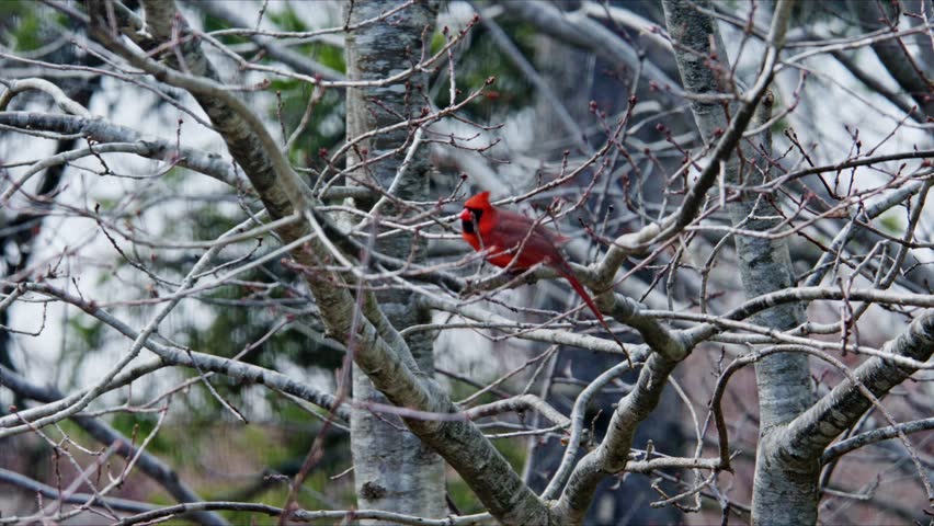 Close Up Male Northern Cardinal Sitting On Branch In Nova Scotia Canada Calm Nature Scene Early Spring Wildlife Bird In Natural Habitat Slow Motion 4K