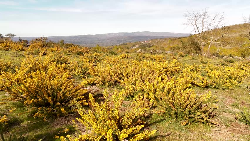 Aerial view of vibrant yellow flowering bushes across a green landscape with rolling hills under a clear sky in Allariz, Province of Ourense, Spain.